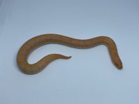 Slange, Kenyas sandboa