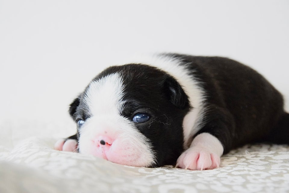 Boston terrier, flere hvalpe, 3 år