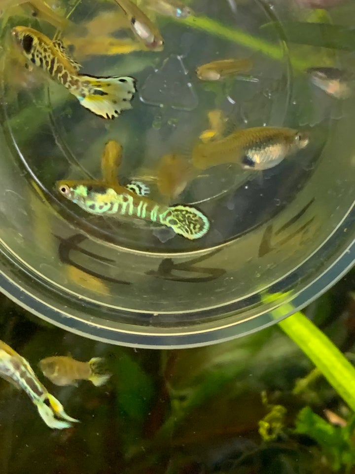 Tiger Endlers guppy, 16 stk.