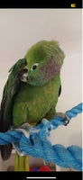 Papegøje, Amazon, 4 år