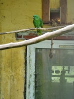 2 stk Armazon papegøje fra sidste sommer