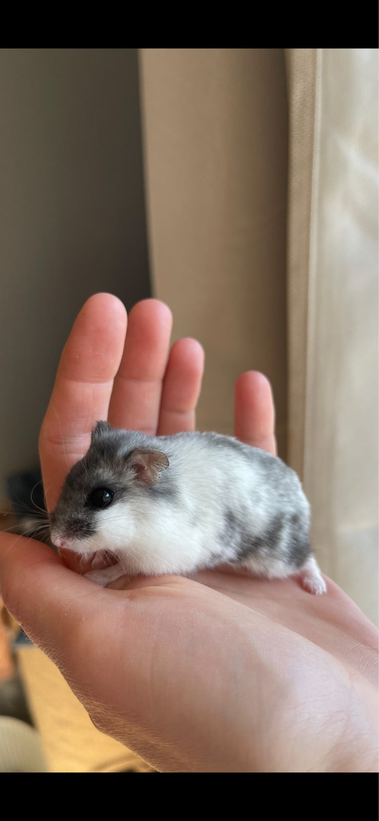 Hamster, Dværghamster , 1 år