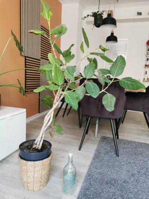 Ficus Audrey, Hej, jeg sælger disse plante med potter inkluderet, da jeg får en kat, og de er giftig