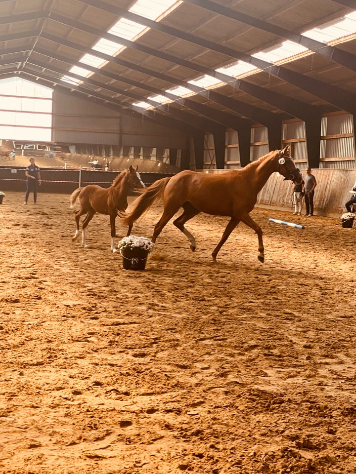 Dansk Sports Pony (DSP), hoppe, 5 år