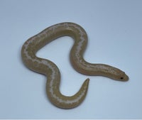 Slange, Kenyansk sandboa