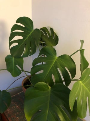 Monstera, Plante inkl. potte 
Potte måler H: 23cm Ø: 27cm

Afhentes på Frederiksberg (weekend og hve