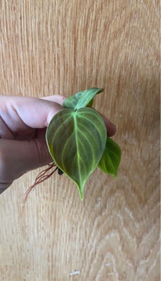 El Choco Red , Philodendron, Flot lille Philodendron El Choco Red 

Moderplanten ses på sidste bille