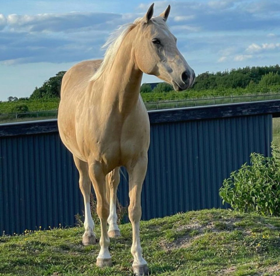 Palomino, vallak, 15 år