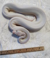 Slange, Kongepythoner