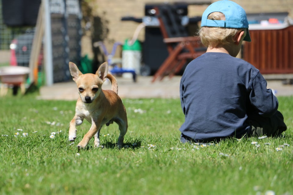 Chihuahua hanhvalp med DKK-stambog