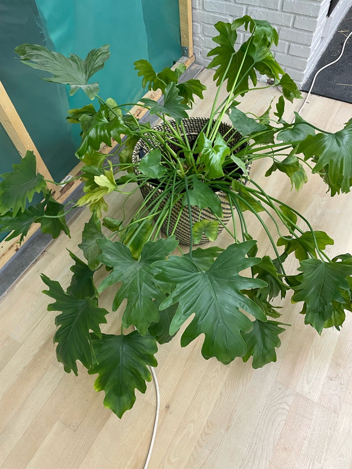 Grøn plante, Fingerfilodendron/fligfilodendron
