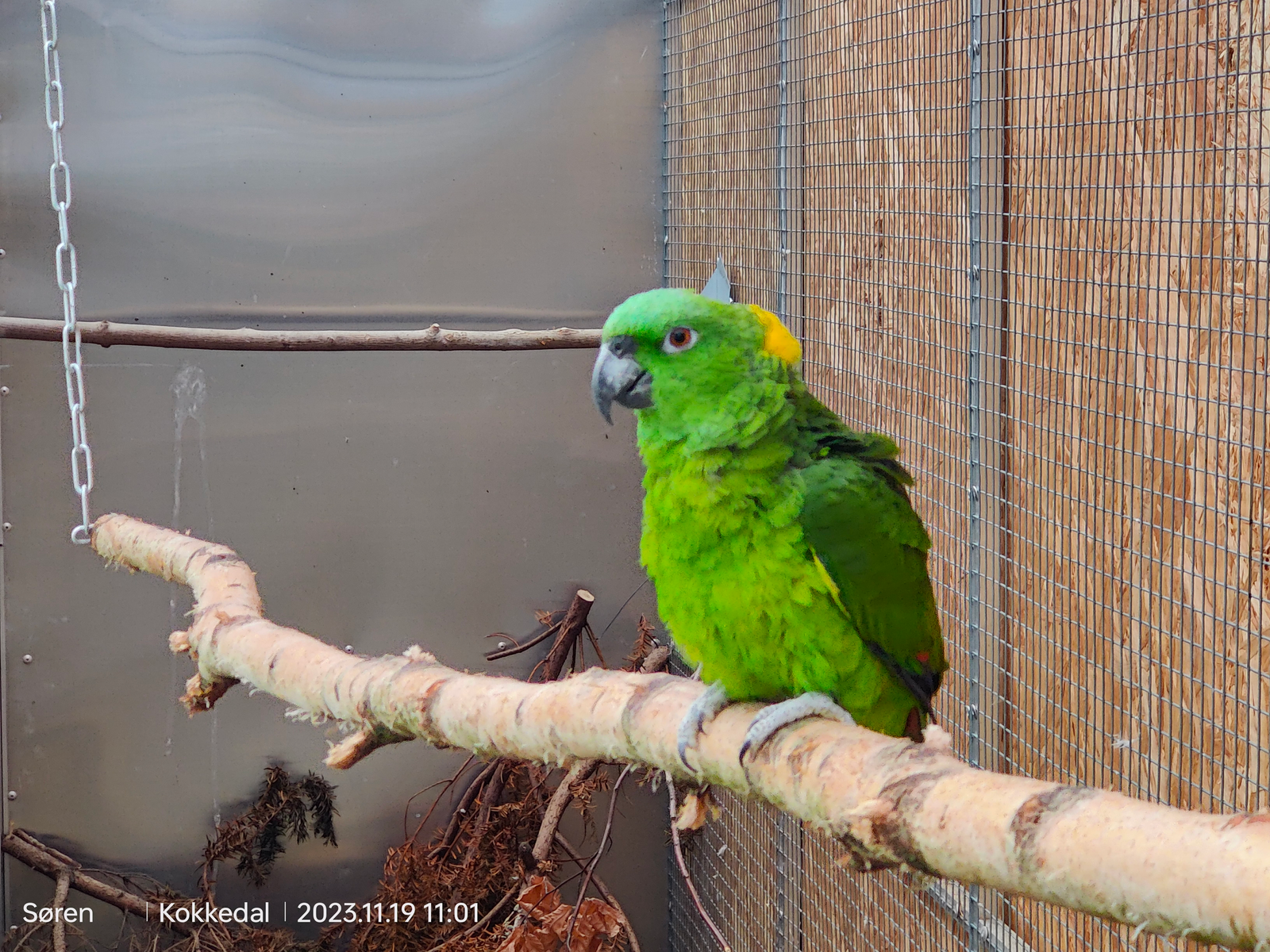 Papegøje, Gulnakket amazoner, 3 år