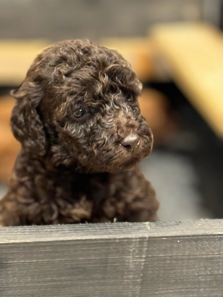 Labradoodle , hvalpe, 6 uger