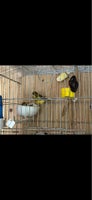 Kanariefugl, Kanari, 1 år