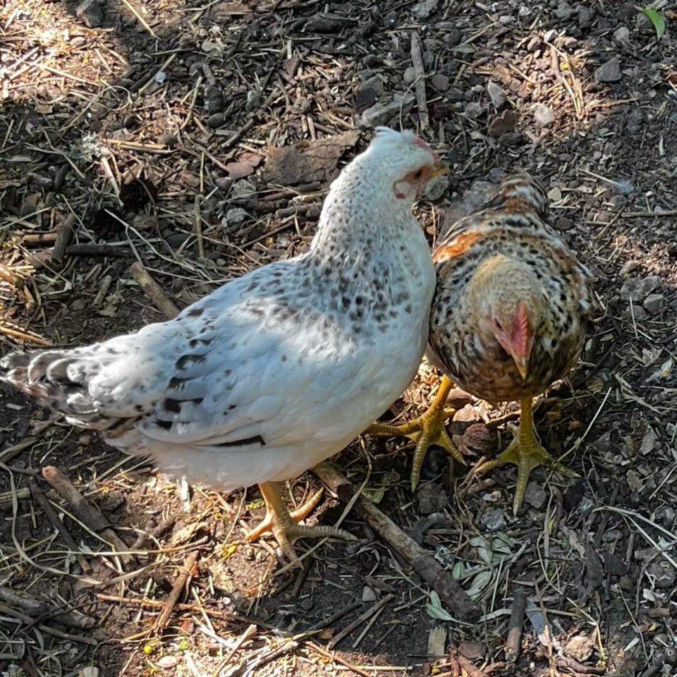 Kyllinger, 2 stk.