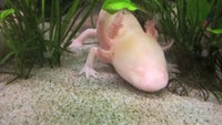 axolotl, 2 stk.