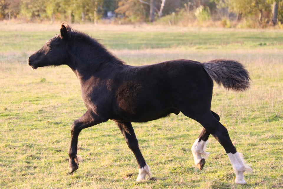 Welsh, hingst, 0 år