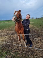 Dansk Sports Pony (DSP), hingst, 1 år