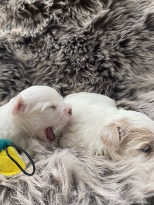 Coton de TULEAR med stamtavle