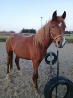 Dansk Sports Pony (DSP), hingst, 2 år