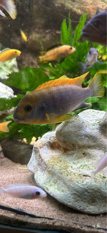 Labidochromis hongi, 10 stk.