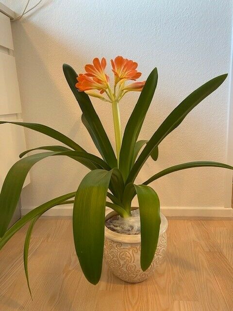 Stueplante, Clivia