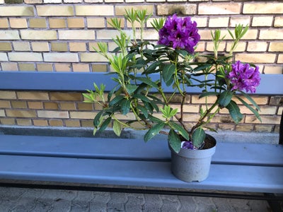 Rhododendron, Rasputin, (R. Danamar X R. Purple Splendour). En mellemvoksende, stor bladet stedsegrø