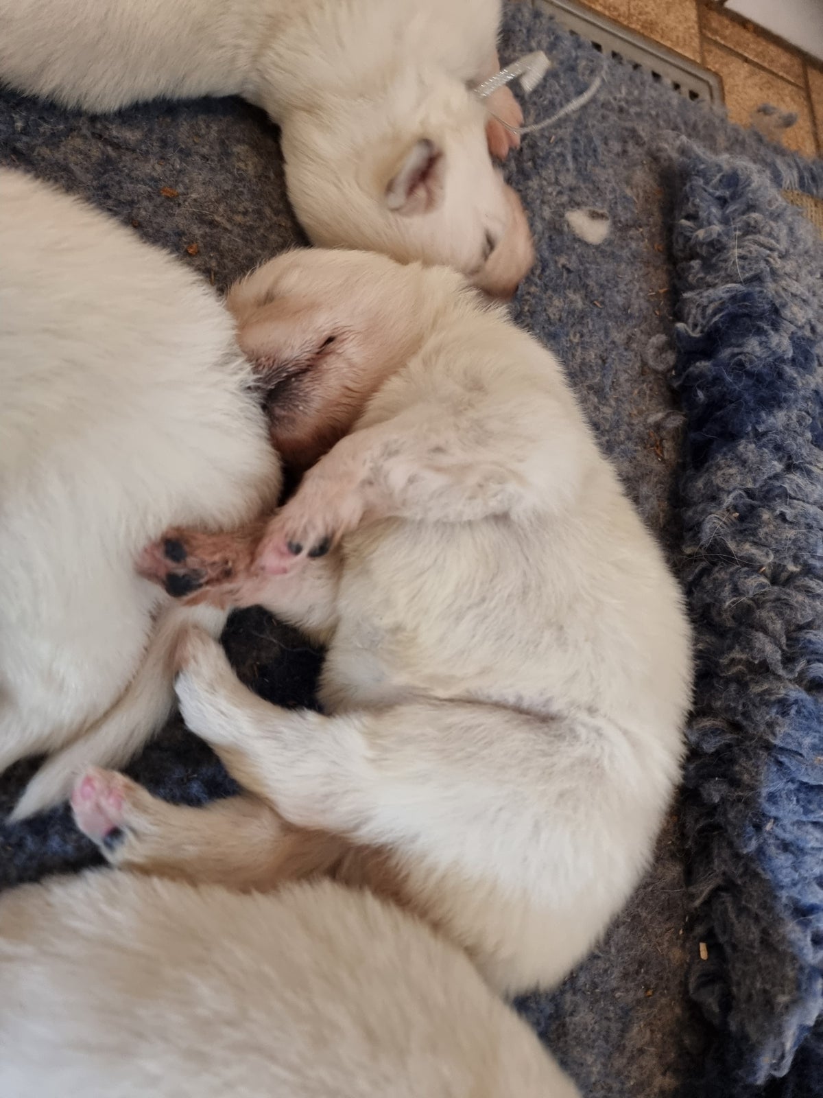 Hvid schæfer/hvid schweizisk hyrdehund, hvalpe, 3 uger
