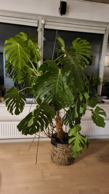 Monstera, Stor, flot Monstera sælges incl skjuler. 
Den er lidt tung til den ene side, og skal derfo