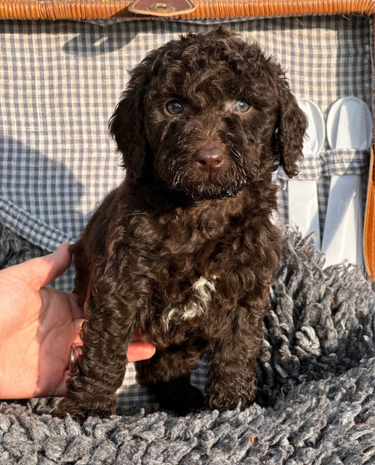 Labradoodle , hvalpe, 6 uger