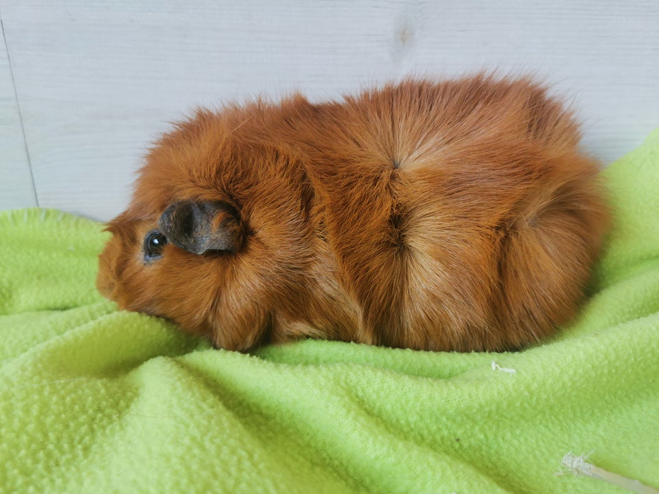 Marsvin, Abyssinier, 2 år