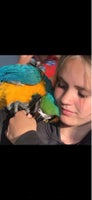 Papegøje, Blå gul ara, 8 år