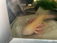 Axolotler, 20 stk.