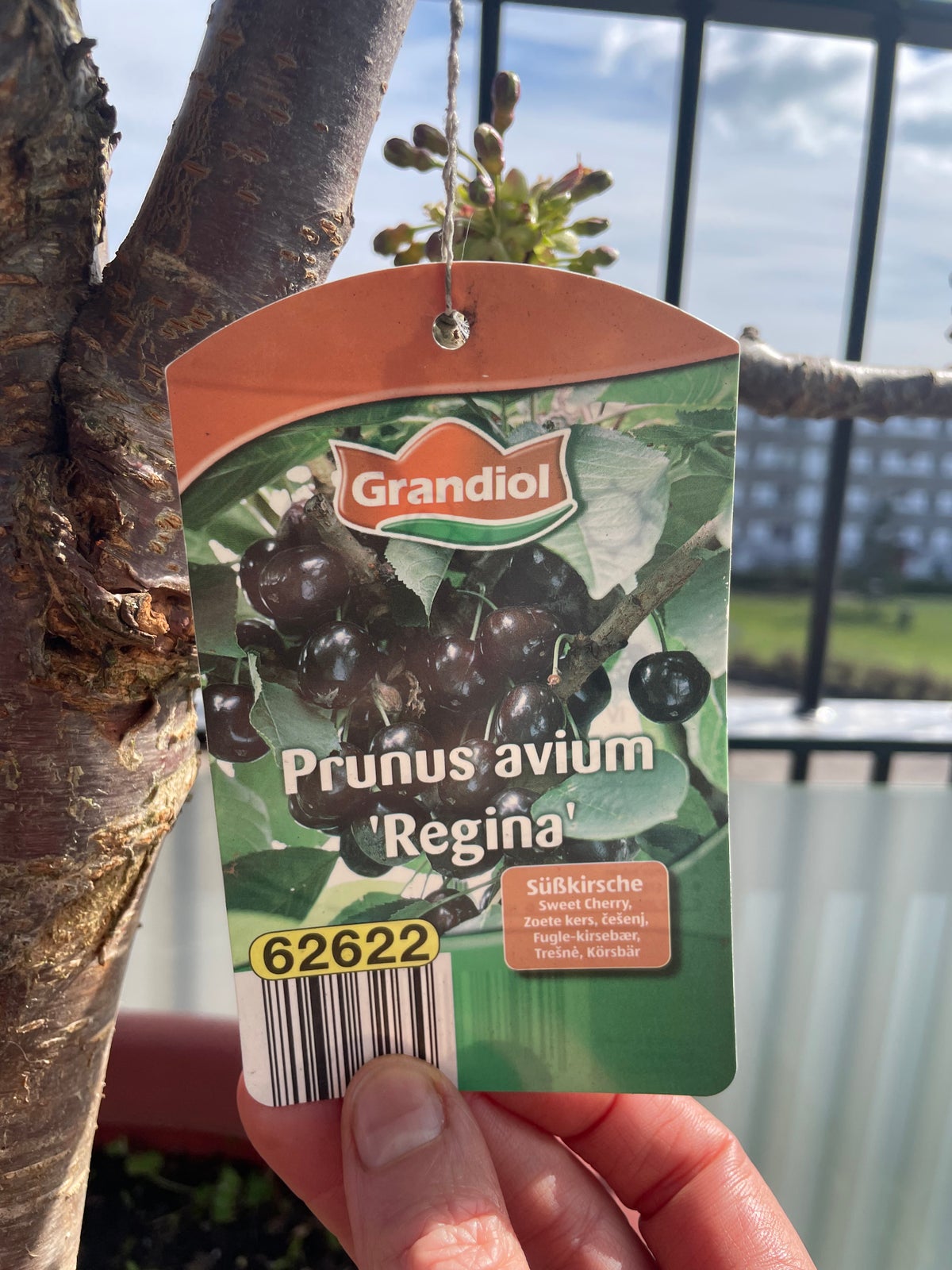 Kirsebærtræ , Prinus Avium Regina