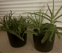 Aloe Vera planter søger nyt hjem, da jeg har fo...
