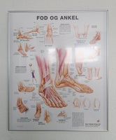 Fod / ankel, Anatomi