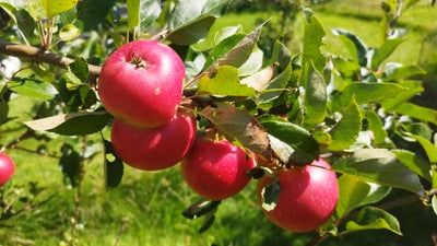 Æbletræ, Æbletræ med mange smagsfulde spiseæbler af ukendt sort. Træet er ca. 2 meter højt, men kan 