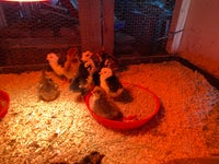 Kyllinger, 13 stk.