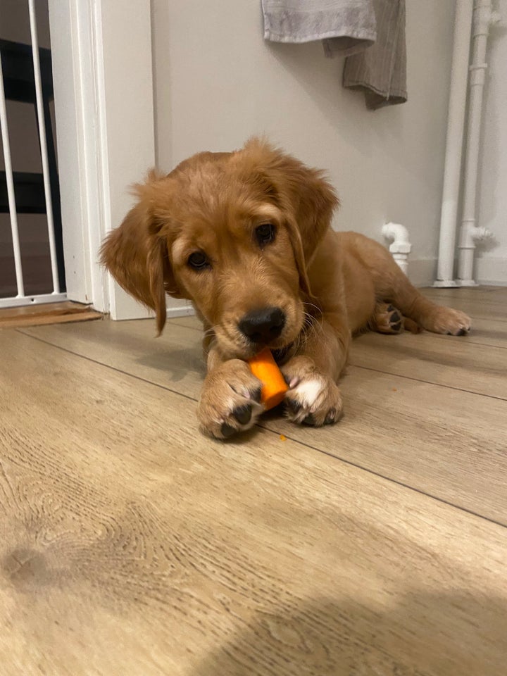 Golden Retriever, hvalpe, 8 mdr.