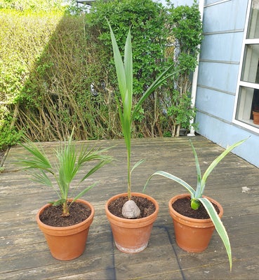 Planter., Hørpalme, Kokospalme og Agave americana variegata sælges med krukkerne de står i.
Se mål p