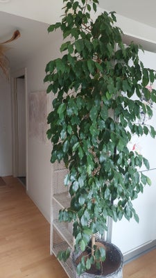 Plante, Stuebirk, God til at stå i et hjørne, ca 2,5 meter høj