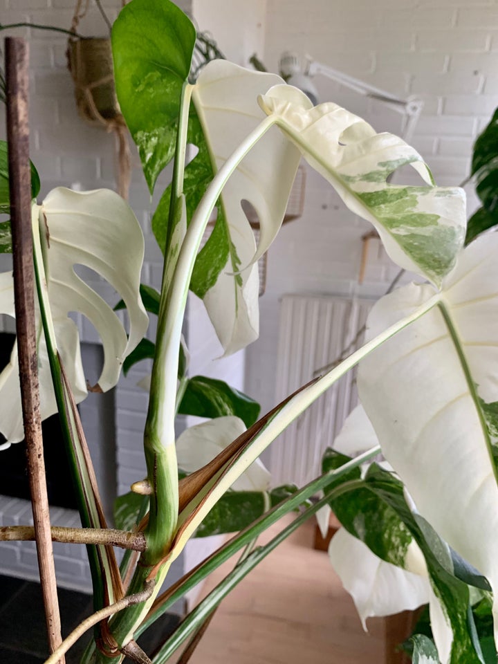 Stueplante, Monstera Albo Variegata