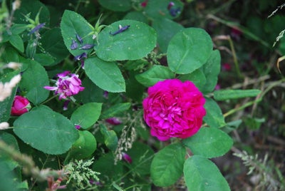 Historiske roser, Buskrose med smukke velduftende historiske roser, der blomster overdådigt i juni/j