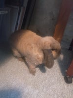 Kanin, Minilop, 2 år