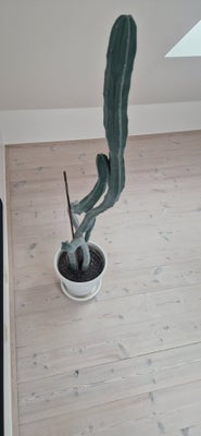 Kaktus , Kaktus, 123 cm høj kaktus i 24 cm hvid potte. Over 15 år.
Har en anden der også er ca 15 år