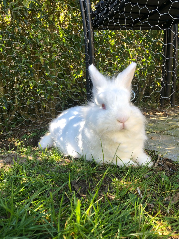 Kanin, Løvehode/hermelin, 4 år