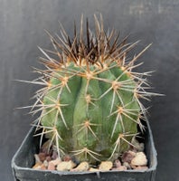 Kaktus, Copiapoa calderana spinosior (Chile)