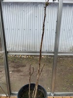 Valnøddetræ 80 cm