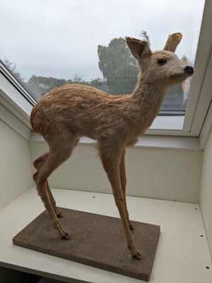 Udstoppede dyr, Bambi, Udstoppet bambi i fin stand.
Højde: 54cm
Længde: 48 cm
Står på masonitplade m