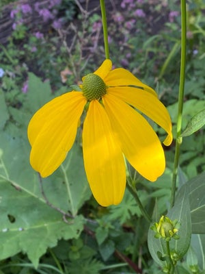Rudbeckia , Staude, Store flotte Rudbeckia / Solhat gul bliver ca 150/160 cm blomstrer juni/august -
